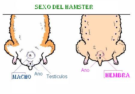 Sexo del hamster